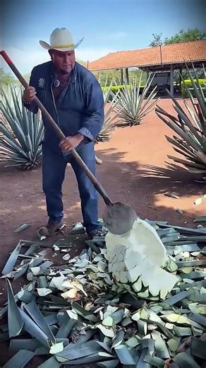 *This is how agave sap is harvested*
