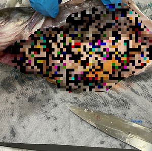 【閲覧注意モザイクなし】　鱈についていた大量の寄生虫がやばすぎ！