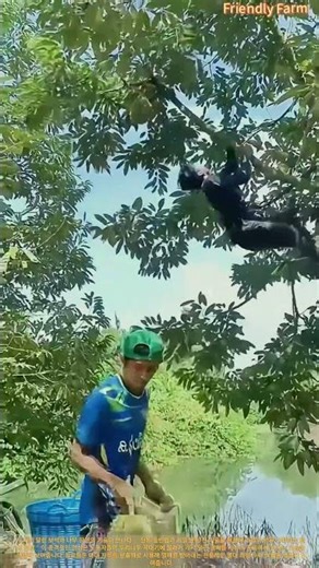 수제 두리안 수확! 열대 나무 등반 기술