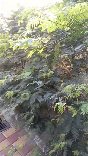 Guess what #nature #silent_coder #song #travel #love #oldsong #trandingshorts