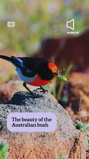 11K views · 225 reactions | Birds and wildflowers in spring – is there anything better?  Sit back, turn your sound on and take in the beauty of the Western Australian bush. ️ Chris Lewis via ABC Midwest and Wheatbelt #ABCNewsWA #ABCAustralia #Bird #Birds #Birdsong #Wildflower #Wildflowers #WildflowerCountry #Bush #OutbackAustralia | ABC Australia | Facebook