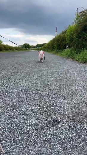 Adorable Baby Piglet Compilation | Cute Mini Pig Videos