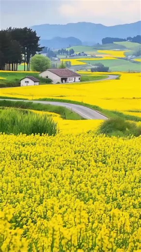 bajjo_official5 on TikTok