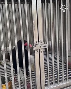 Smart crow has impressive problem-solving skills!  | Salama Tv | Facebook