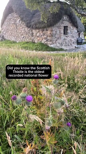 💜🏴󠁧󠁢󠁳󠁣󠁴󠁿Did you know the oldest recorded national flower is Scotland’s very own thistle?🏴󠁧󠁢󠁳󠁣󠁴󠁿💜 Dating all the way back to the 13th century! #scotland #oldest #thistle #nationalflower #visitscotland #interestingfact #inverness #culloden #scottishhighlands | Emily in Scotland