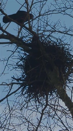 Nest Building Is Well Underway 🪺🐦‍⬛🐦‍⬛♥️🙏