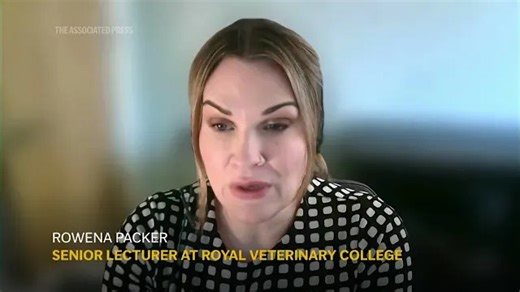 Are poodle mixed breed dogs really too hard to handle?