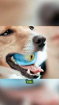 Dog swallows alien #film