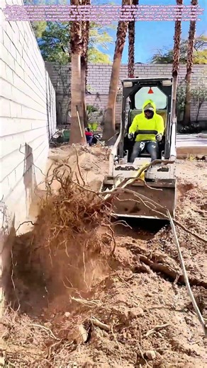 Root Force Extraction: The Machine-Assisted Arboreal Lift