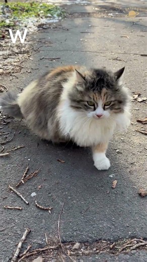 Busy Fluffy Cat 🐱✨ Why Do Calico Cats Have 3 Colors ? #shorts