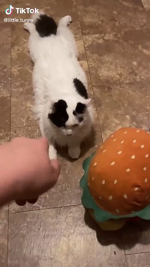 Burger Cat Sploot: Real Life Splat Burger Video