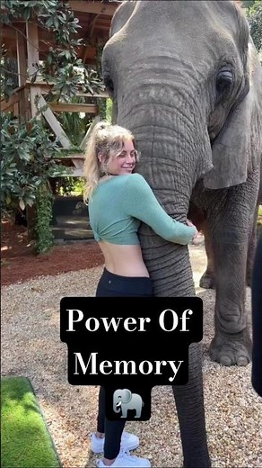 What Makes ELEPHANTS So Intelligent? 🐘