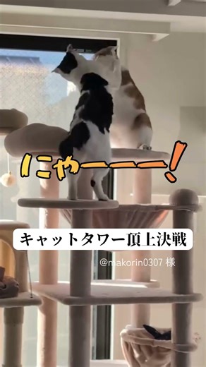 キャットタワー頂上決戦 #shorts #猫の争い #キャットタワー