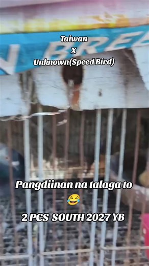 Future Champions in Racing Pigeons 🏆