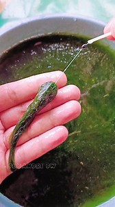 How to install moss bait, easy and very fast ‎#fishing #mossbait #fishingtips #tutorials #reel #fyp #viral #reels #reelsviral #reelfyp | Andri Wardani