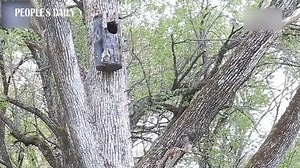 25 reactions | Adorable! The ducklings of the Chinese mergansers in northeast China's Jilin Province, an endangered bird species under national first-class protection, started a special habit of jumping from their nests during the breeding season to start their new life. | VideoChina | Facebook