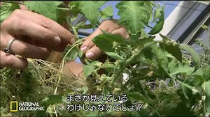 44K views · 1.4K reactions | 植物の世界は驚きに満ちている ハッと息を呑むような 自然の美しさに魅了される ナショナルジオグラフィックでは そんな魅力あるコンテンツを放送 「ナショジオ」公式インスタアカウントを 今すぐフォロー | ナショナル ジオグラフィック | Facebook