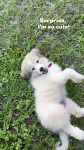 More Ben being the cutest Ben!! Great Pyrenees, great Pyrenees puppies, livestock guardian, livestock Guardian dogs, puppy training, dog training, adorable puppies, working dog, livestock guardian breed, LGD, homestead education, Tennessee farm, dog breeder, big white dog, giant dogs | Hilltop Great Pyrenees