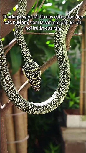 Rắn lục màu xanh lá, có sọc trắng ở mép hoặc đuôi màu đỏ.