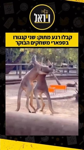 קבלו רגע מתוק: שני קנגורו בספארי משחקים