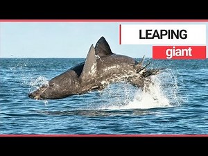 Basking shark filmed leaping out of the water off the Irish coast | SWNS TV
