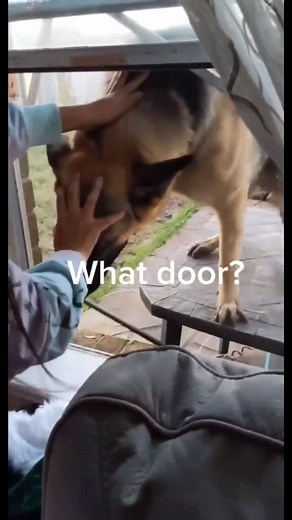 My muddy German Sheppard attempts to break in!! #puppies #dogs #germansheppard #letmein #breakingin #cute #funny #muddy