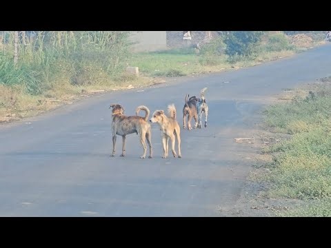 Angry Dogs Fighting - Intense Dog Fight Footage | Chalta Bolta