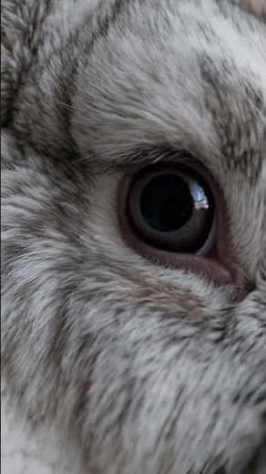 Close-Up of a Rabbit's Eye: A Stunning Look at Nature's Beauty