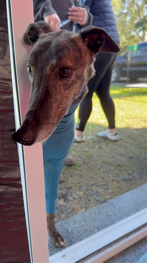 Greyhound As Pets on Instagram: "POV: You’re a model brindle greyhound called Tigger 🐯… all dressed up in your Kazoo PJs, waiting for your big moment on set! ⭐️📸 🎬 Cute behind-the-scenes from our BrewDog Winter Adoption Day Photoshoot 🥹✨🐾 #AdoptTigger #bts #FridayFun #WinterAdoptionDay2025 #KazooPets #BrewDog #AdoptHappiness"