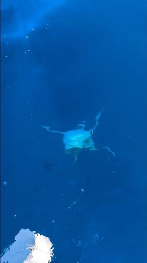 She Looked Right At Me👀😍 Tiger Shark Momi Vertical Approach #sharkbehavior #shark #ocean #aby