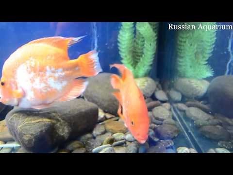 Cichlasoma Red parrot Blood parrot cichlid