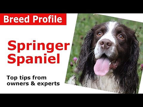English Springer Spaniel Dog Breed Guide