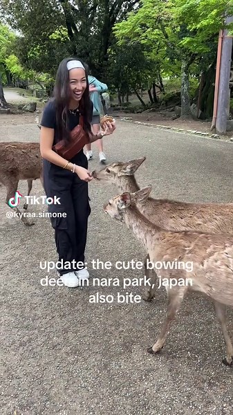 Bowing Deer in Nara Park, Japan: A Unique Experience