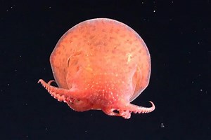 Deep-sea octopus uses colour trick to vanish in the darkness