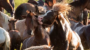 BLM adds $1,000 adoption checks to controversial horse plans
