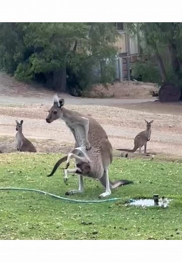 Kangaroo Mum and Her Huge Joey Capture Hearts