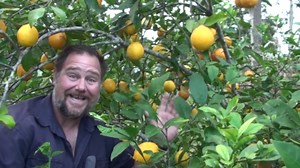 5 Tips How to Grow a Ton of Lemons on One Tree