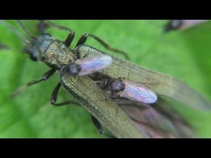 Biting Midges: Tiny Pests You Can't Ignore - Learn about Ceratopogonidae and Their Annoying Bites