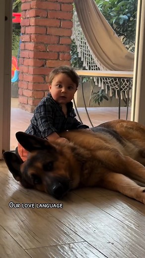 8.6K views · 211 reactions | Absolutely the best dogs with kids.  | Germanshepherd owners addiction | Facebook
