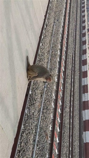 monkey on railways track