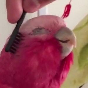 1.1M views · 3.6K reactions | Show us your pretty parrots! | America's Funniest Home Videos | Facebook