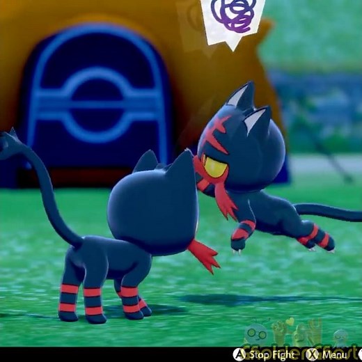 Another Litten Fight? #pokemon #litten #pokemonswordshield #cat #incineroar #alola #alolan #kitten