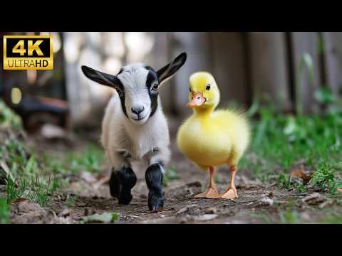 Lovely Animals in 4K UHD 🐾 | 🌸 Calm Nature Scenes with Adorable Wildlife