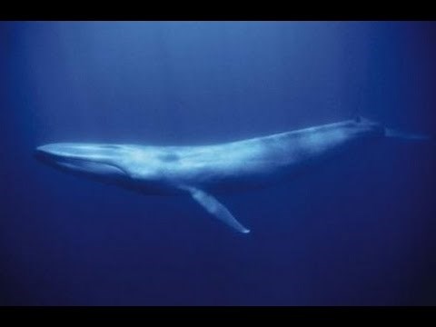 Le Souffle de la Baleine Bleue - Méxique