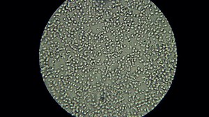 Yeast Bacteria Biofuel Production Fermentation Ethanol Stock Footage Video (100% Royalty-free) 1059968549 | Shutterstock