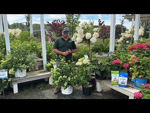 Hydrangea Varieties & Uses