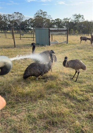 Watering Emus: The Unexpected Joys of Farm Life