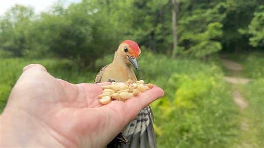 42K views · 1.7K reactions | A male Red-bellied Woodpecker drops part of a suet nugget, but some of it lands on his tummy so he is able to recover the foodstuff. | Jocelyn Anderson Photography | Facebook