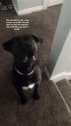 Only downside to having 11 animals all of them want their tax when you make anything and everything 🤪#dogpackfamily #fyp #dogtok #labradorretriever #foryoupage