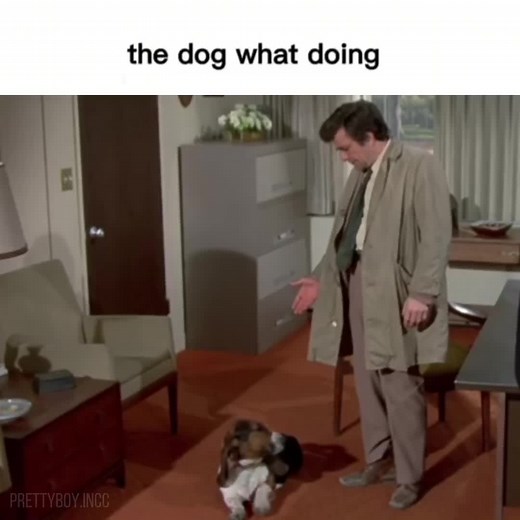 Columbo Gags and Cat Antics: A Humorous Edit